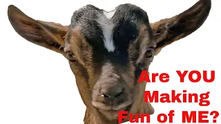 Rural Humor:  11 Hilarious Goat Jokes