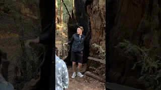 Stuck in a Giant Redwood