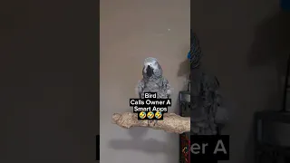 Bird Calls Owner A Smart Apps 🤣 #animals #pets #birds #funny #cute #fun #lol #parrot #amazing