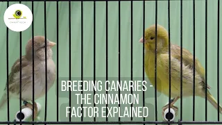 The Cinnamon Factor in Canary Breeding - The Canary Room Top Tips