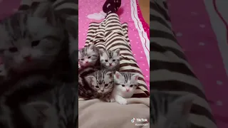 Mama Cat Brings Kitten To Be Friends With Human | Funny Tiktok | Funny Dogs and Cats Tiktok