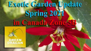Exotic Garden Update, Spring 2021, Zone 5B Ontario Canada
