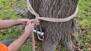 How to secure a Port-a-wrap to a tree using a Cow Hitch