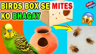 How To REMOVE MITES from Bird Nest Box? How much I Earn From Medicine Sponsors? Happy Budgies