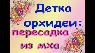 Детка ОРХИДЕИ:ПЕРЕСАДКА из МХА в КОРУ.Привет Наташе и Настеньке :)