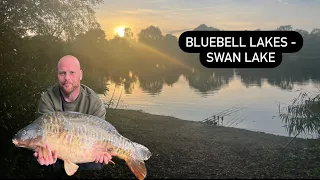 Bluebell Lakes - Swan Sandmartin & Mallard Carp Fishing