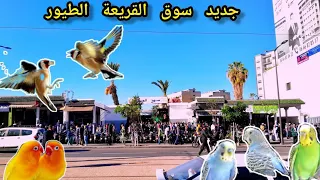 فيديو جديد سوق القريعة تعرف على أثمنة طيور زينة زالمغردة 19/5/2024 فرجة ممتعة الجميع