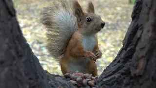Молодая незнакомая белка / A young unfamiliar squirrel