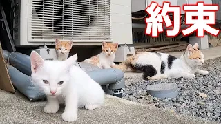 三毛母猫との約束を果たす時が来ました！[母猫と赤ちゃん猫]