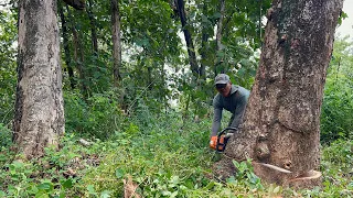 STIHL ms881 chainsaw‼️ Cut down 2 trembesi trees.