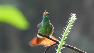 Rufous-tailed Hummingbird preening, Arenal Observatory Lodge, Alajuela, Costa Rica - 25 Sep 22