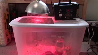 How to Build an Automatic Temperature Controlled Brooder Box