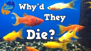 Why Do Fish Die? Top 10  Causes  Of Fish Death, 10 Things