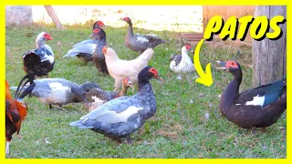 Criação de Patos | Gutejando