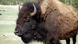 The Battle Between Buffalo and Wolves National Geographic Documentary