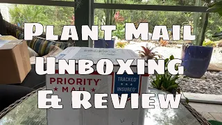 Plant Mail Unboxing & Plant Seller Review Variegated Hoya Kentiana Houseplant