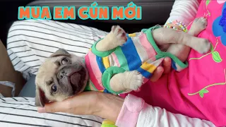 Chị Thơ Mua Em Cún Pug Mới