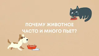 Почему животное много пьёт?