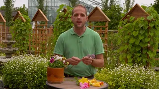 Growing Edible Flowers