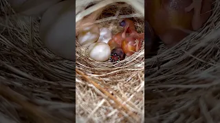 🤩Newborn Gouldian Finch Chicks - few hours old!!