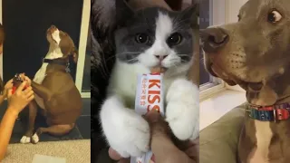 The Best TikTok Animals Compilation of 2020 [Best of Tik Tok Funny Cats & Dogs Videos]