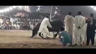Best 8 Desi horse dances in Pakistan 2020   Ghora dance 2020