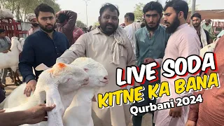 Live soda Kitne Ka bana | makhi china Bakre |