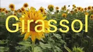Girassol - Priscilla Alcântara e Whindersson Nunes (Music vídeo) Fã Clipe