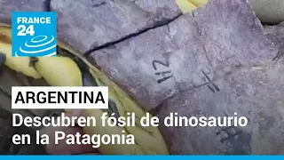 Descubren fósiles de especie gigantesca de dinosaurio en la Patagonia argentina • FRANCE 24