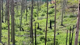 Grizzly Chases a Black Bear Up a Tree in Glacier National Park