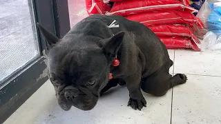 Despite Being Disowned This Disabled Frenchie Still Misses Its Heartless Owner