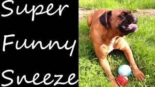 Galena the Boxer Dog Sneezing