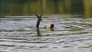 mit Lama schwimmen