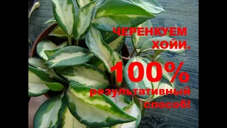 Укоренить хойи со 100 процентным результатом