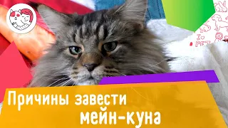 6 причин, по которым стоит завести мейн-куна