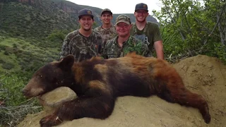 Canyon Bruins: 2017 Arizona Black Bear Hunts