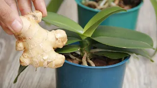 Using a few pieces of ginger, suddenly the weak orchid grows 599 times more roots and branches