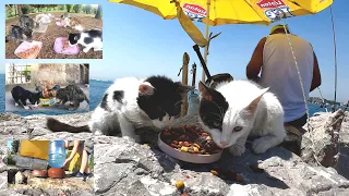 This man walks from street to street and feeds hundreds of stray cats every day.