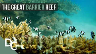 The Underwater Paradise Of Australia | Great Barrier Reef | Nature Documentary | Documentary Central