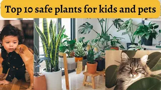 Pet Safe Plants | Child Safe Indoor Plants - TOP 10