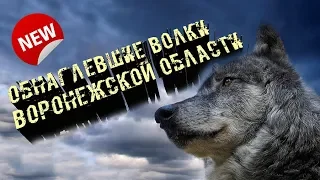 Обнаглевшие волки Воронежской области.