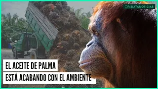 El aceite de palma está acabando con el medio ambiente