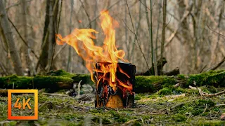 Relaxing Campfire in a Spring Forest. Spring Ambience. Campfire Sounds, Birdsong