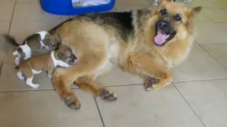Orphaned Jack Russell Pups and German Shepherd Dog