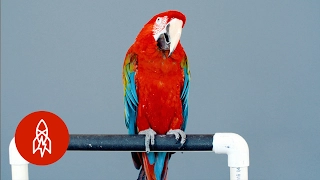 This Friendly Green-Winged Macaw Is Losing Its Home