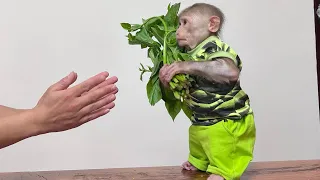 Cute monkey, Max obediently wants to help daddy