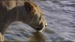 crocodile attack lion