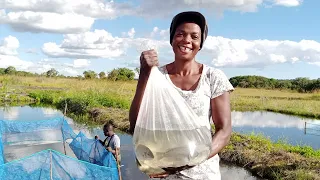 Transforming smallholder aquaculture business models in Zambia