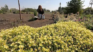 Planting Shrubs With Blue/Lavender Blooms & Repotting African Violet Babies! 💙🌱😍 // Garden Answer