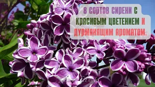 8 Сортов сирени с красивым цветением и дурманящим ароматом🌸😊